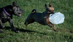 Dog park original image